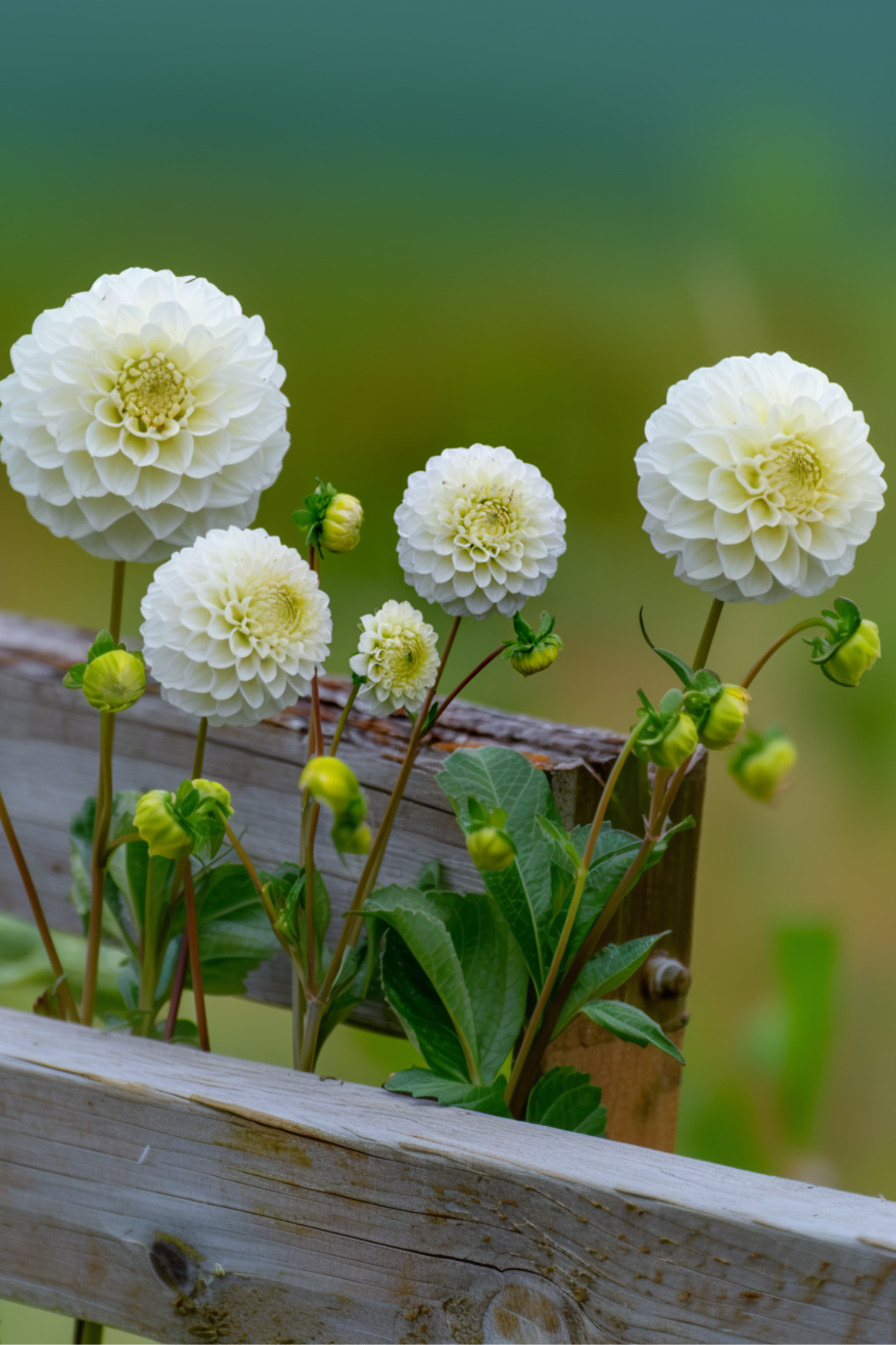 Lot De 3 Dahlias ‘Boom Boom White’ – Plante D’Extérieur