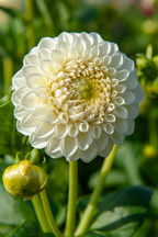 Lot De 3 Dahlias ‘Boom Boom White’ – Plante D’Extérieur