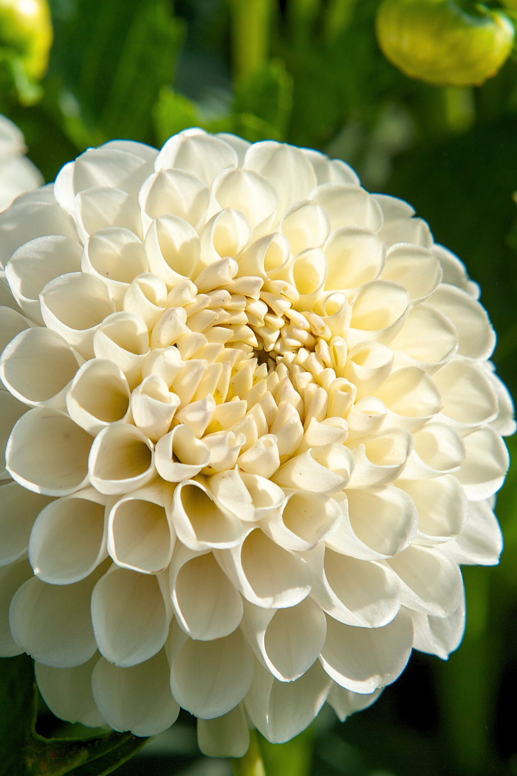 Lot De 3 Dahlias ‘Boom Boom White’ – Plante D’Extérieur