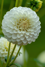 Lot De 3 Dahlias ‘Boom Boom White’ – Plante D’Extérieur