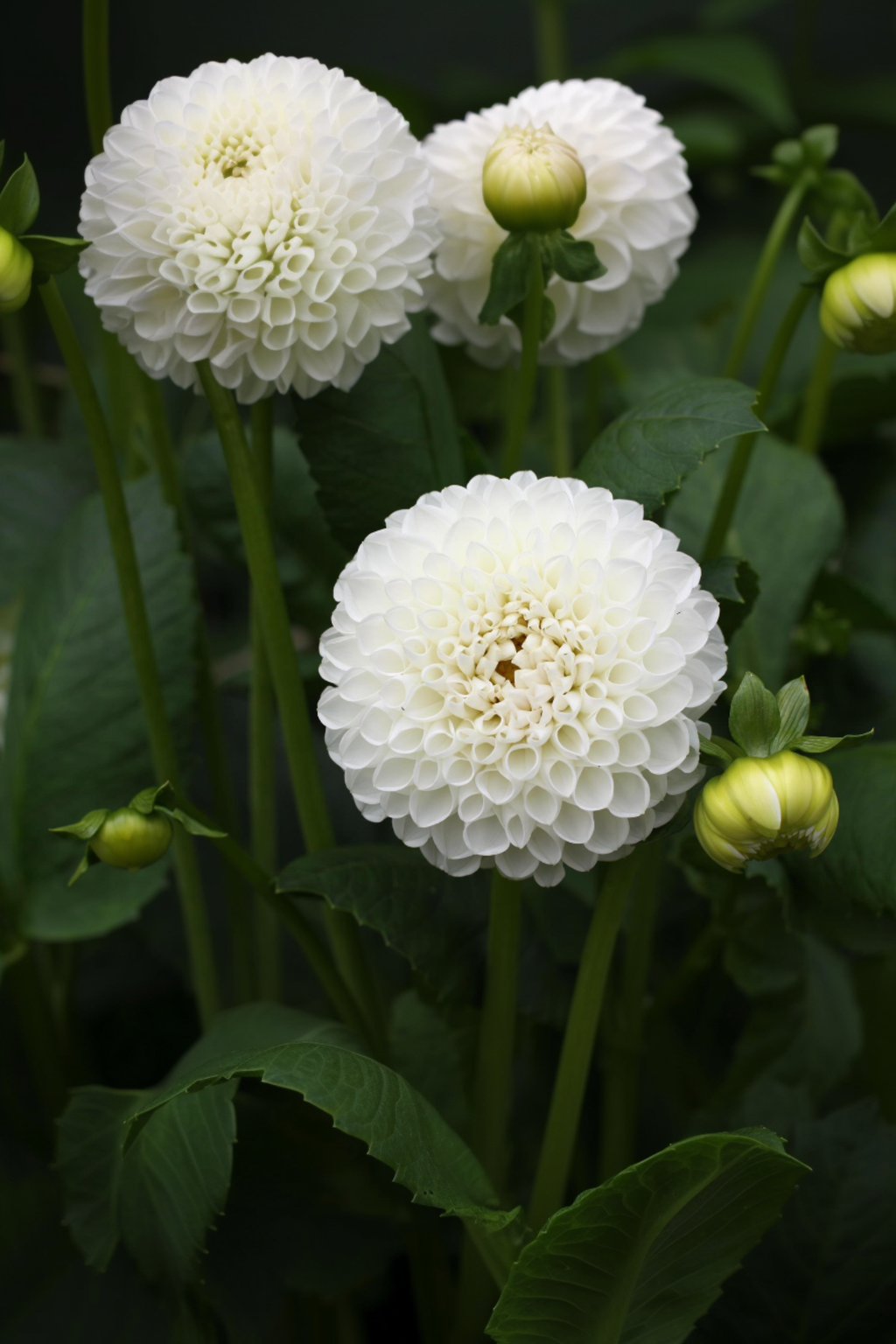 Lot De 3 Dahlias ‘Boom Boom White’ – Plante D’Extérieur