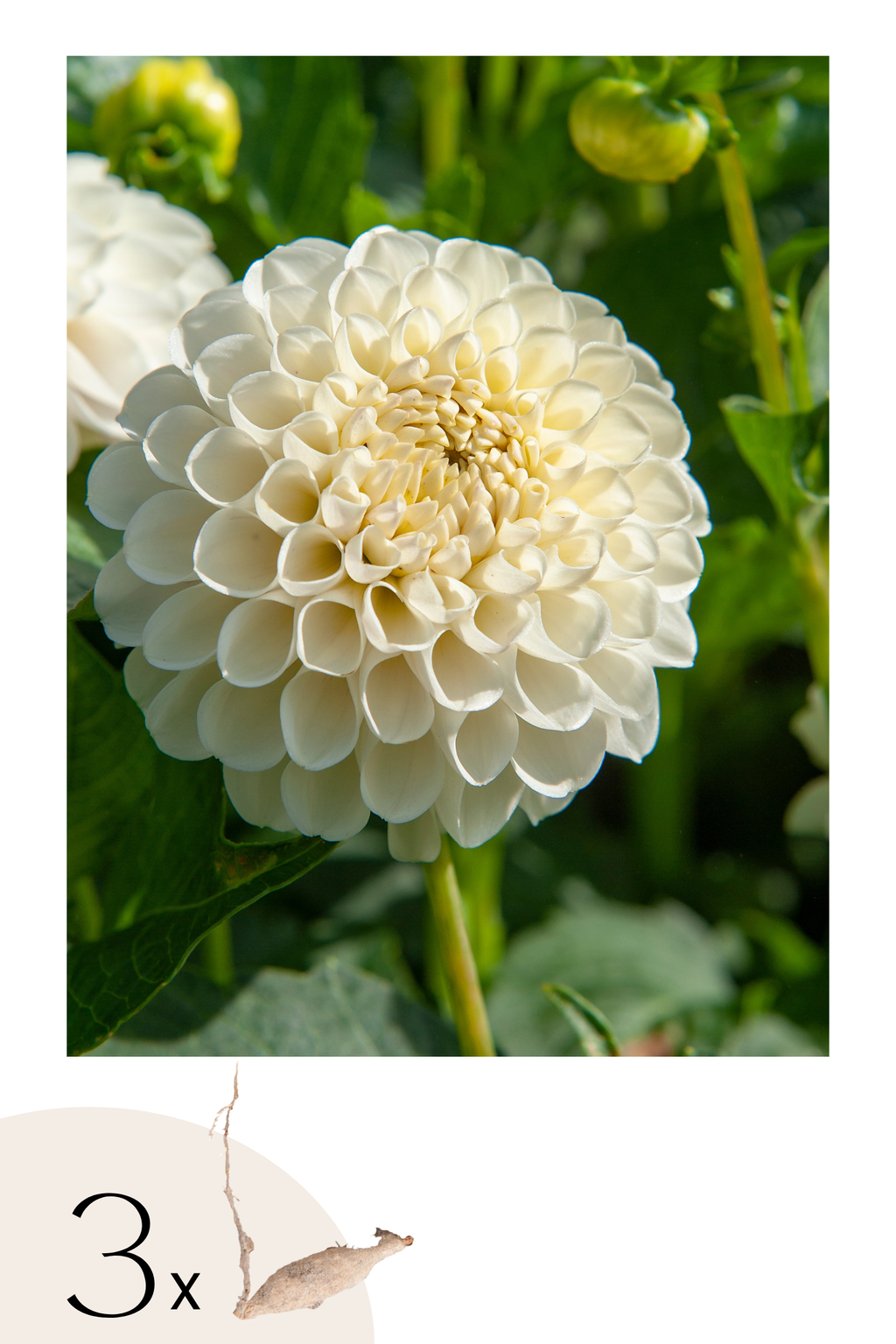 Lot De 3 Dahlias ‘Boom Boom White’ – Plante D’Extérieur