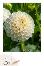 Lot De 3 Dahlias ‘Boom Boom White’ – Plante D’Extérieur