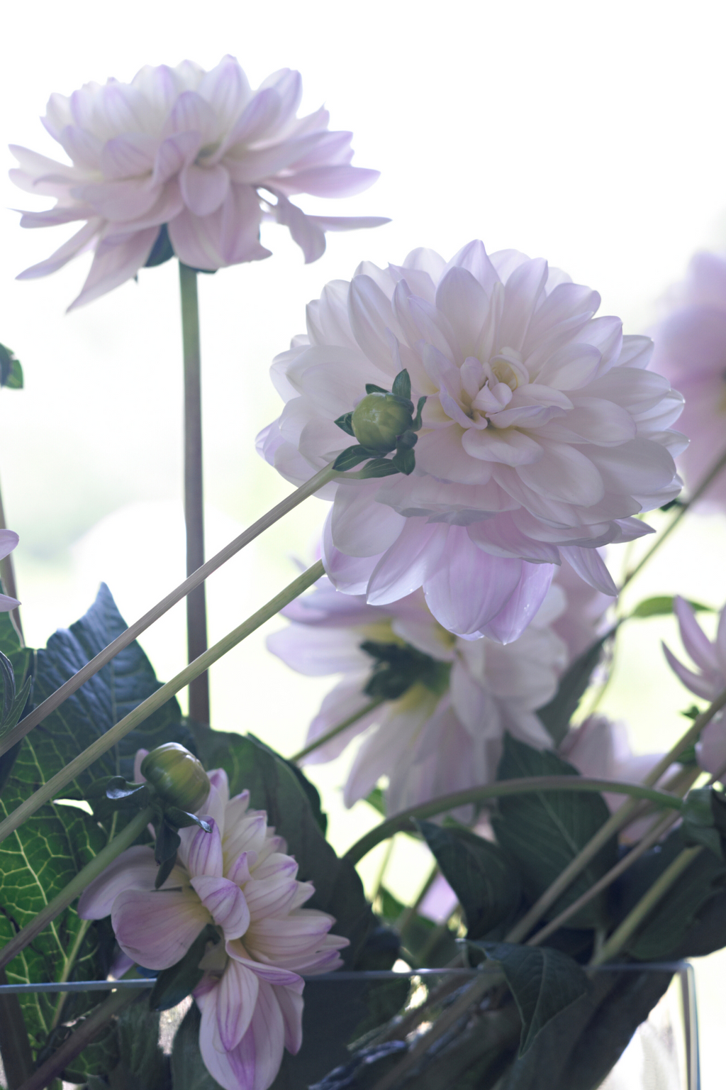 Lot De 3 Dahlias ‘Diana’S Memory’ – Plante D’Extérieur