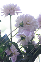 Lot De 3 Dahlias ‘Diana’S Memory’ – Plante D’Extérieur