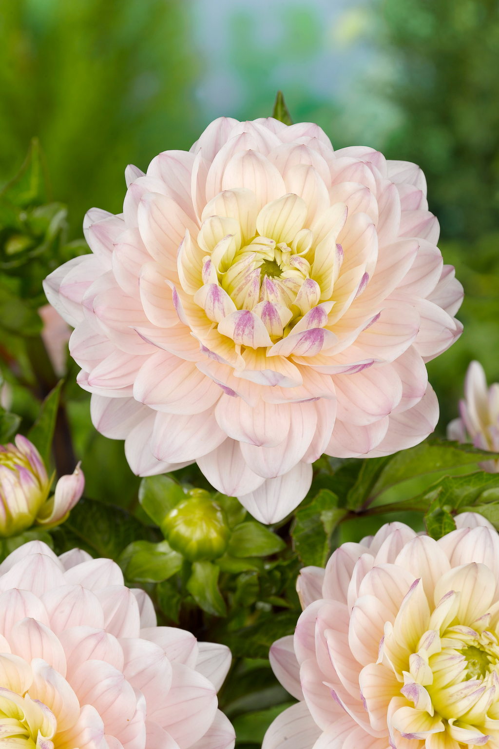 Lot De 3 Dahlias ‘Diana’S Memory’ – Plante D’Extérieur