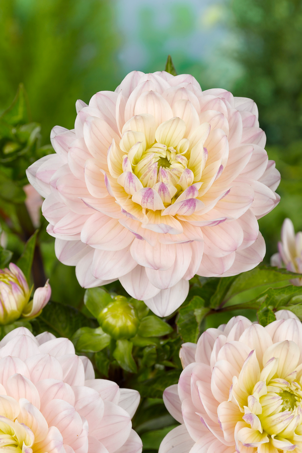 Lot De 3 Dahlias ‘Diana’S Memory’ – Plante D’Extérieur