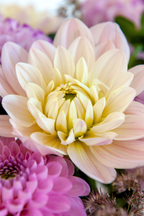Lot De 3 Dahlias ‘Diana’S Memory’ – Plante D’Extérieur
