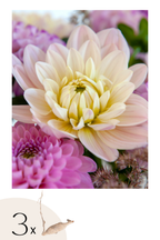 Lot De 3 Dahlias ‘Diana’S Memory’ – Plante D’Extérieur