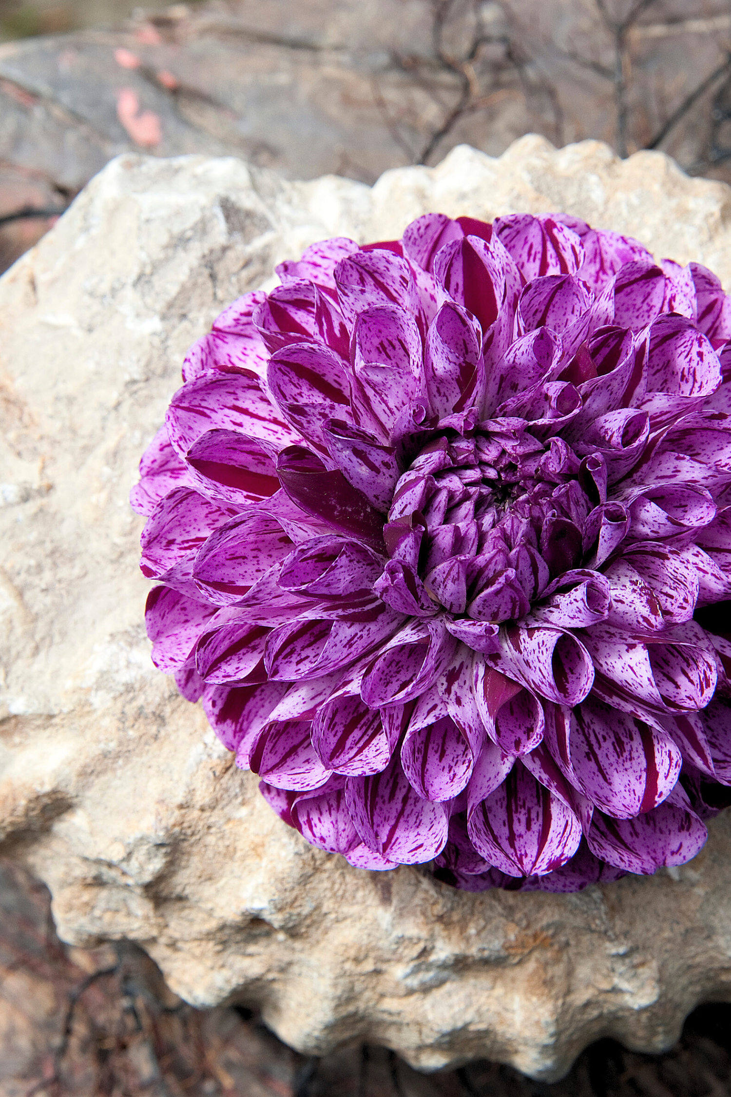 Lot De 3 Dahlias ‘Marble Ball’ – Plante D’Extérieur