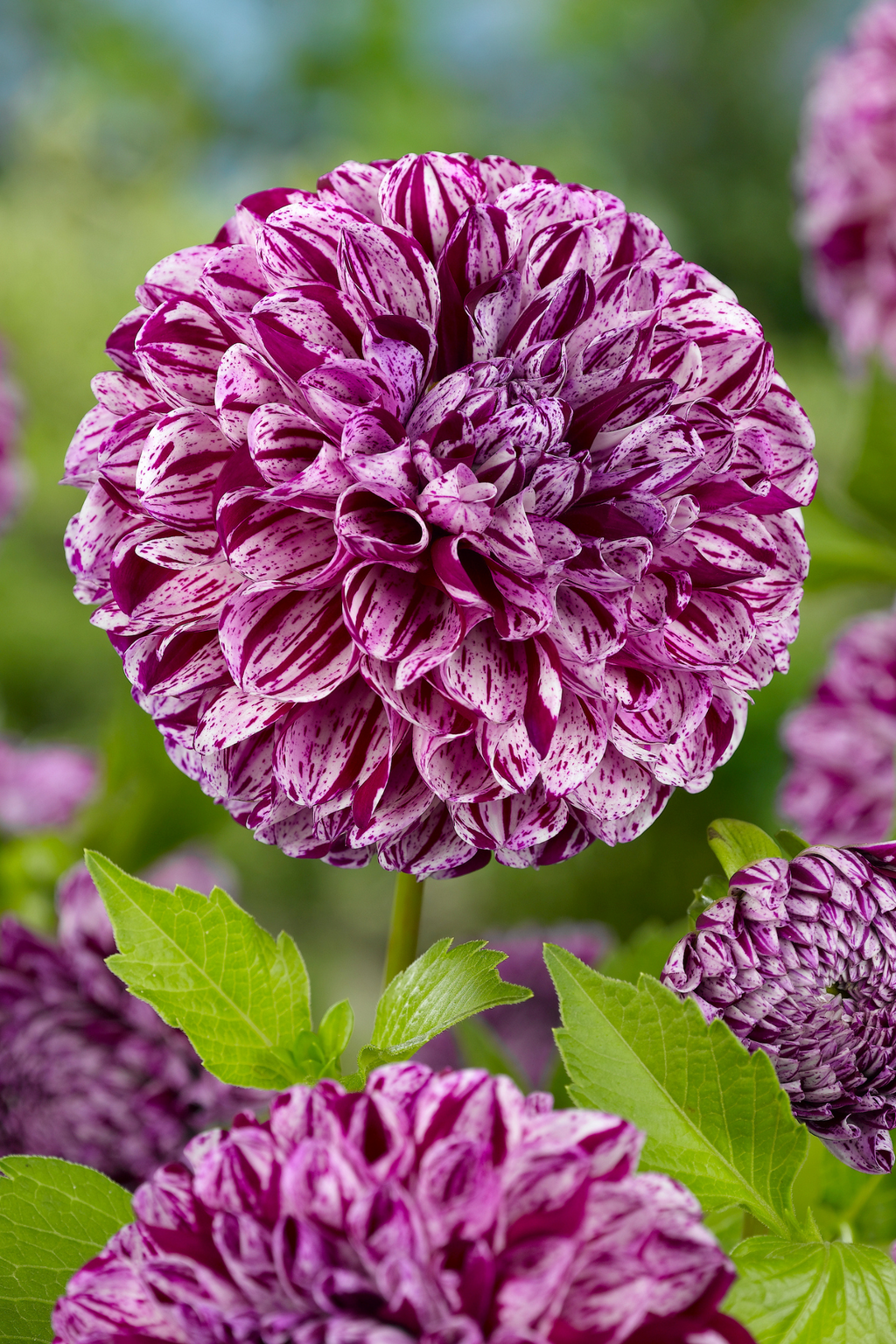 Lot De 3 Dahlias ‘Marble Ball’ – Plante D’Extérieur