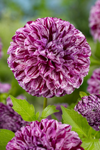 Lot De 3 Dahlias ‘Marble Ball’ – Plante D’Extérieur