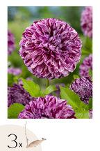 Lot De 3 Dahlias ‘Marble Ball’ – Plante D’Extérieur