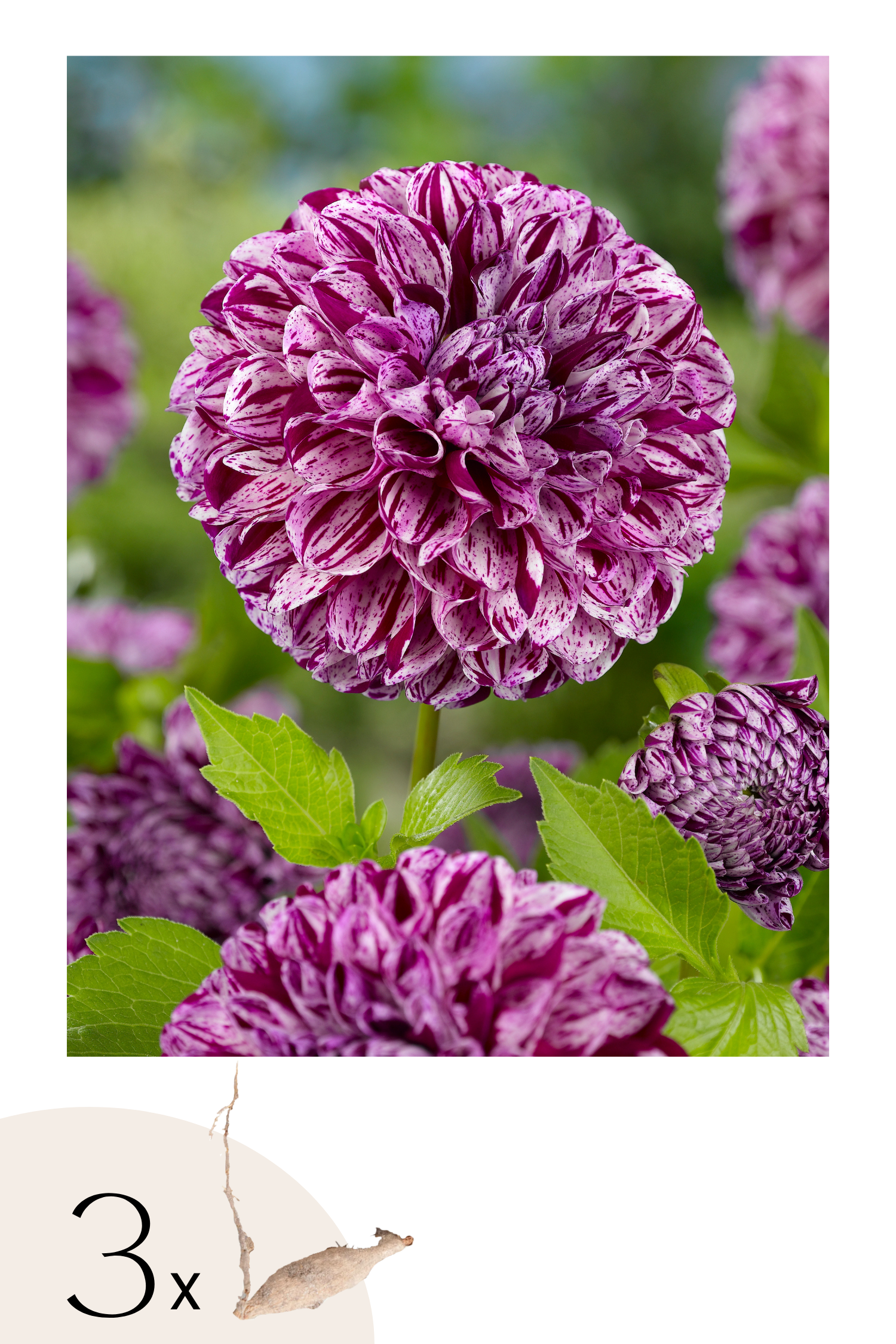 Lot De 3 Dahlias ‘Marble Ball’ – Plante D’Extérieur