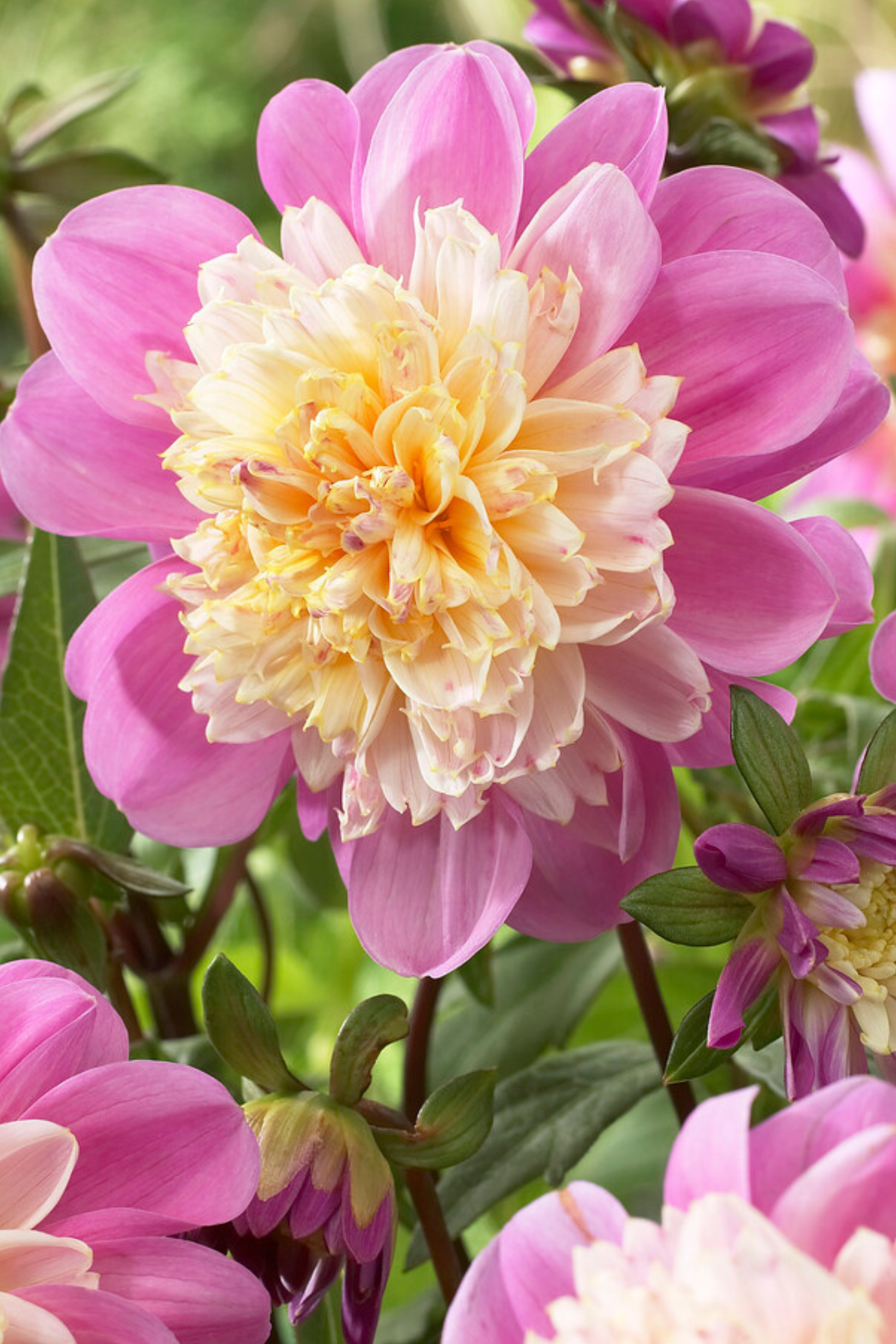 Lot De 3 Dahlias ‘Take Off’ – Plante D’Extérieur