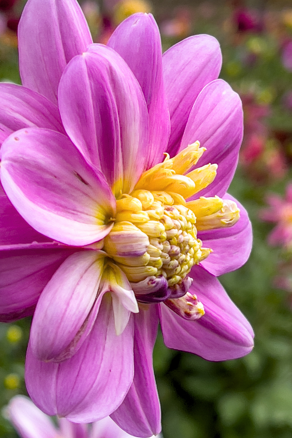 Lot De 3 Dahlias ‘Take Off’ – Plante D’Extérieur