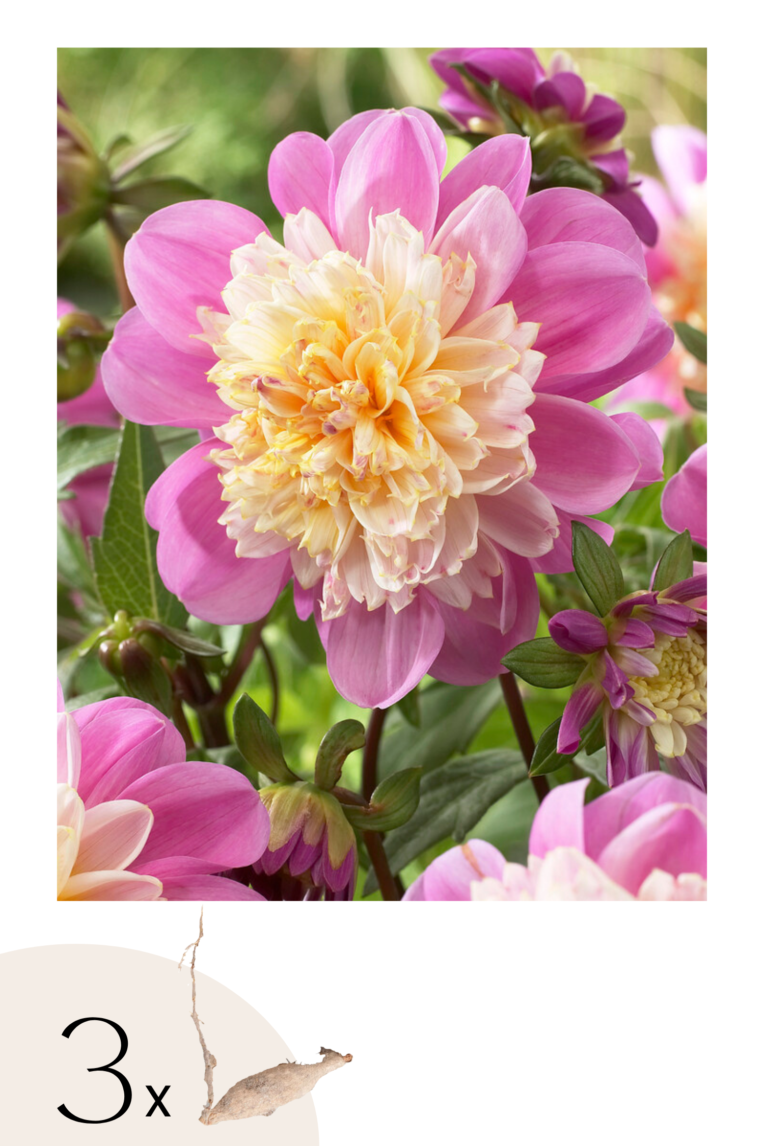 Lot De 3 Dahlias ‘Take Off’ – Plante D’Extérieur