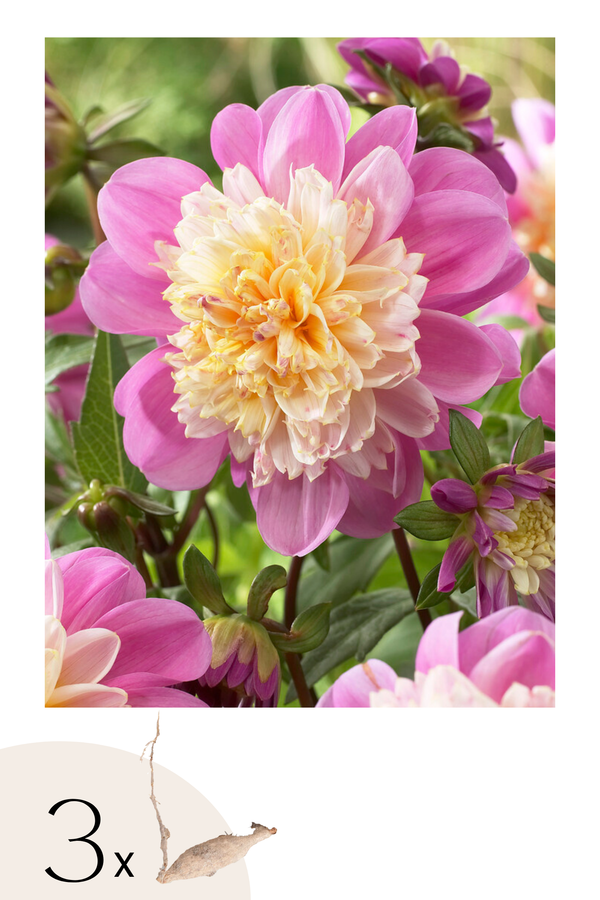 Lot De 3 Dahlias ‘Take Off’ – Plante D’Extérieur