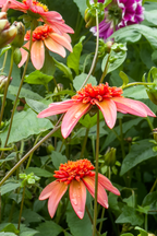 Lot De 3 Dahlias ‘Totally Tangerine’ – Plante D’Extérieur