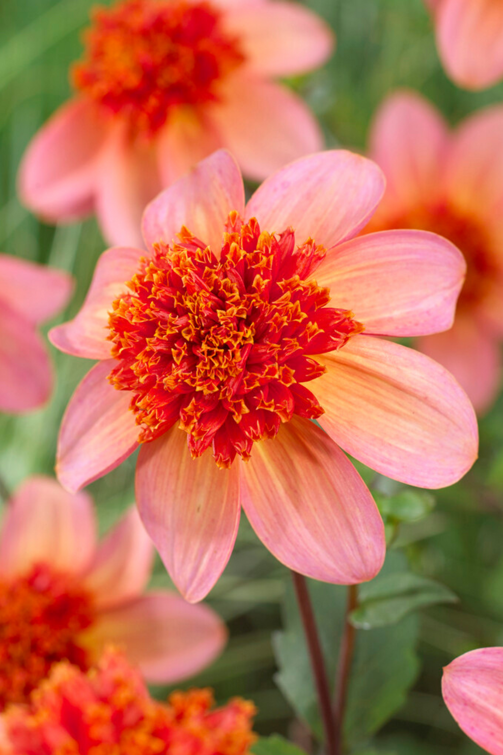 Lot De 3 Dahlias ‘Totally Tangerine’ – Plante D’Extérieur