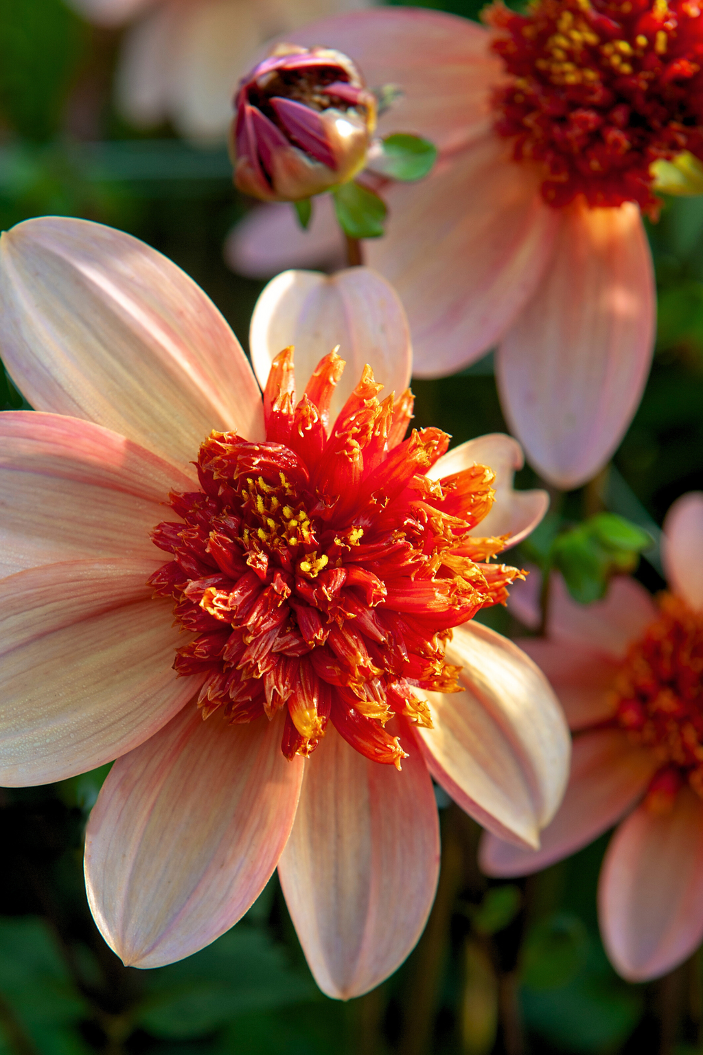 Lot De 3 Dahlias ‘Totally Tangerine’ – Plante D’Extérieur