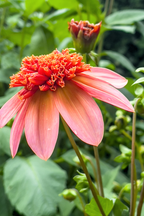 Lot De 3 Dahlias ‘Totally Tangerine’ – Plante D’Extérieur