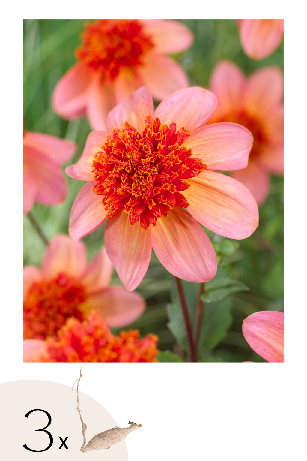 Lot De 3 Dahlias ‘Totally Tangerine’ – Plante D’Extérieur