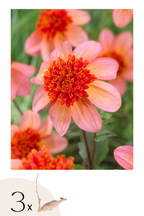 Lot De 3 Dahlias ‘Totally Tangerine’ – Plante D’Extérieur