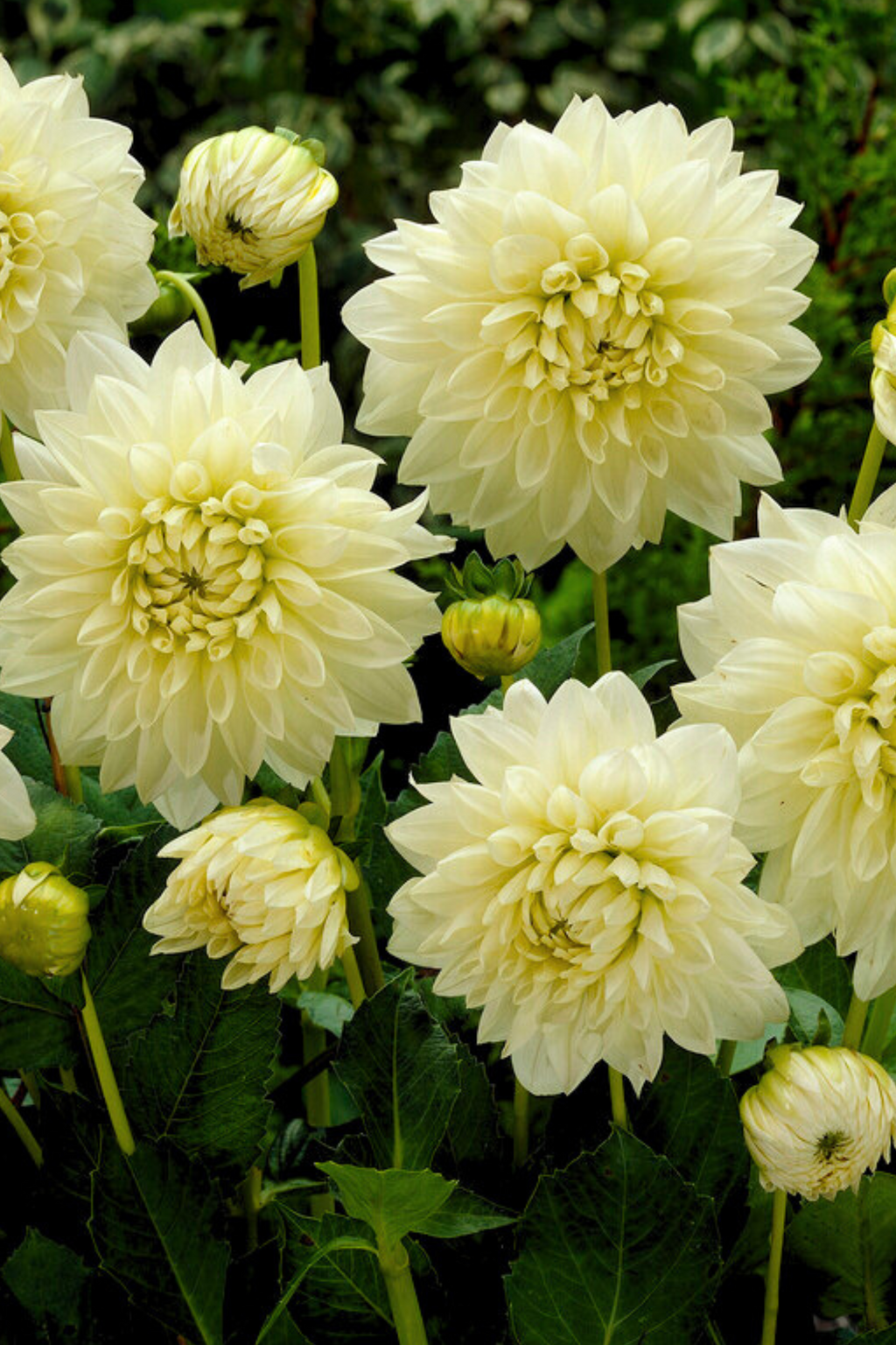 Lot De 3 Dahlias ‘White Perfection’ – Plante D’Extérieur