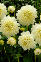 Lot De 3 Dahlias ‘White Perfection’ – Plante D’Extérieur