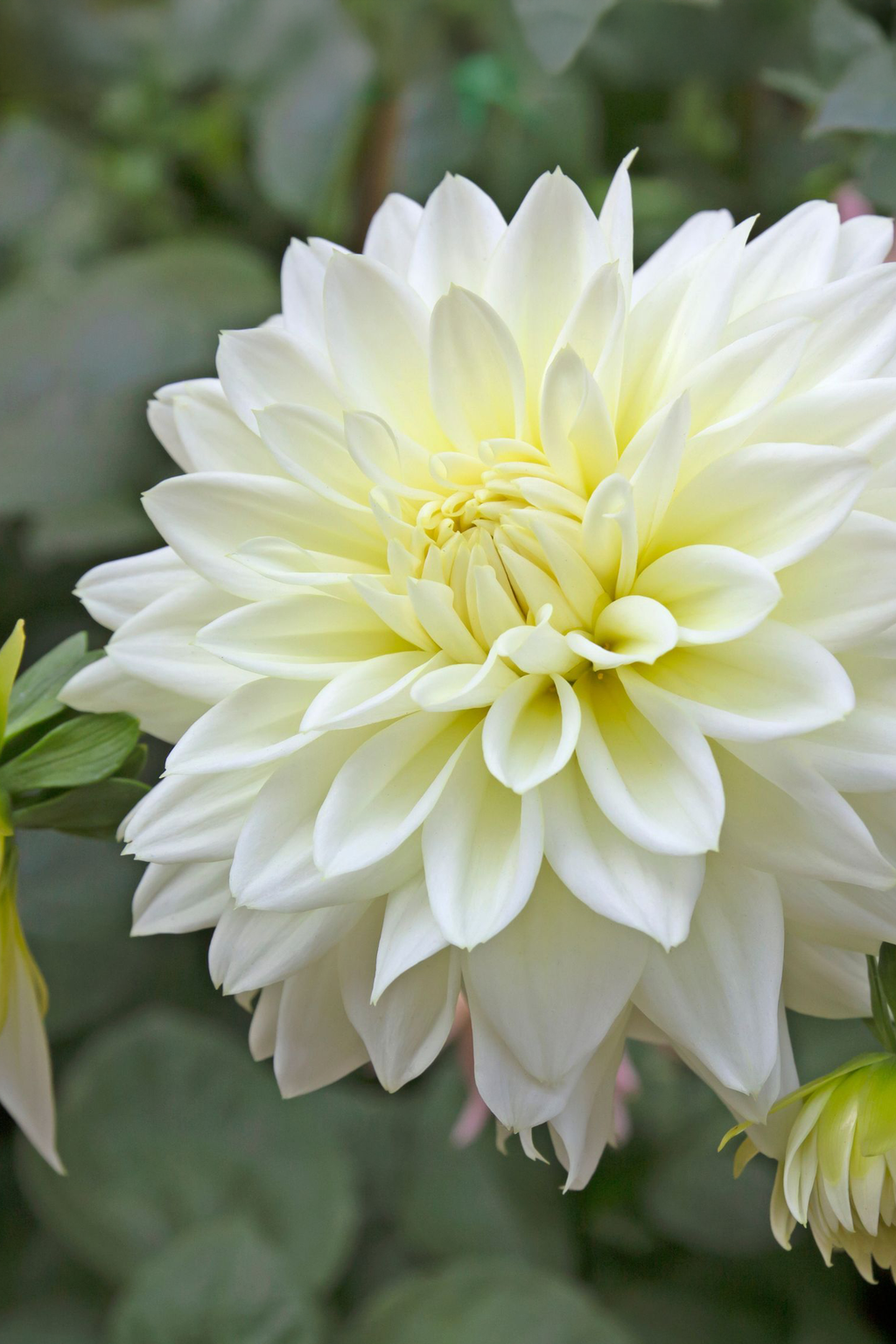 Lot De 3 Dahlias ‘White Perfection’ – Plante D’Extérieur