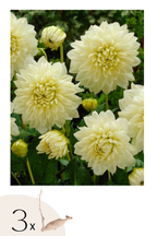Lot De 3 Dahlias ‘White Perfection’ – Plante D’Extérieur