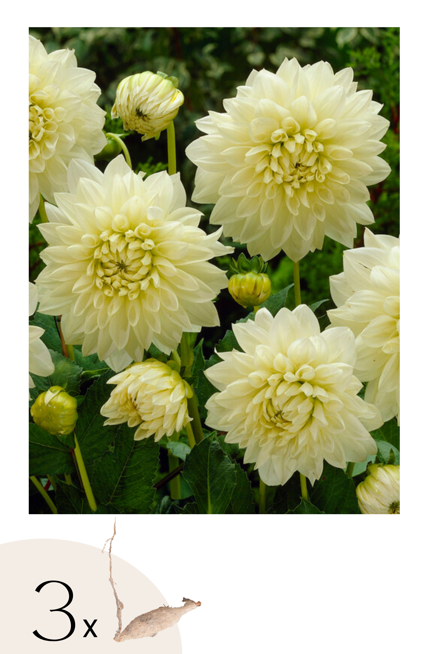 Lot De 3 Dahlias ‘White Perfection’ – Plante D’Extérieur