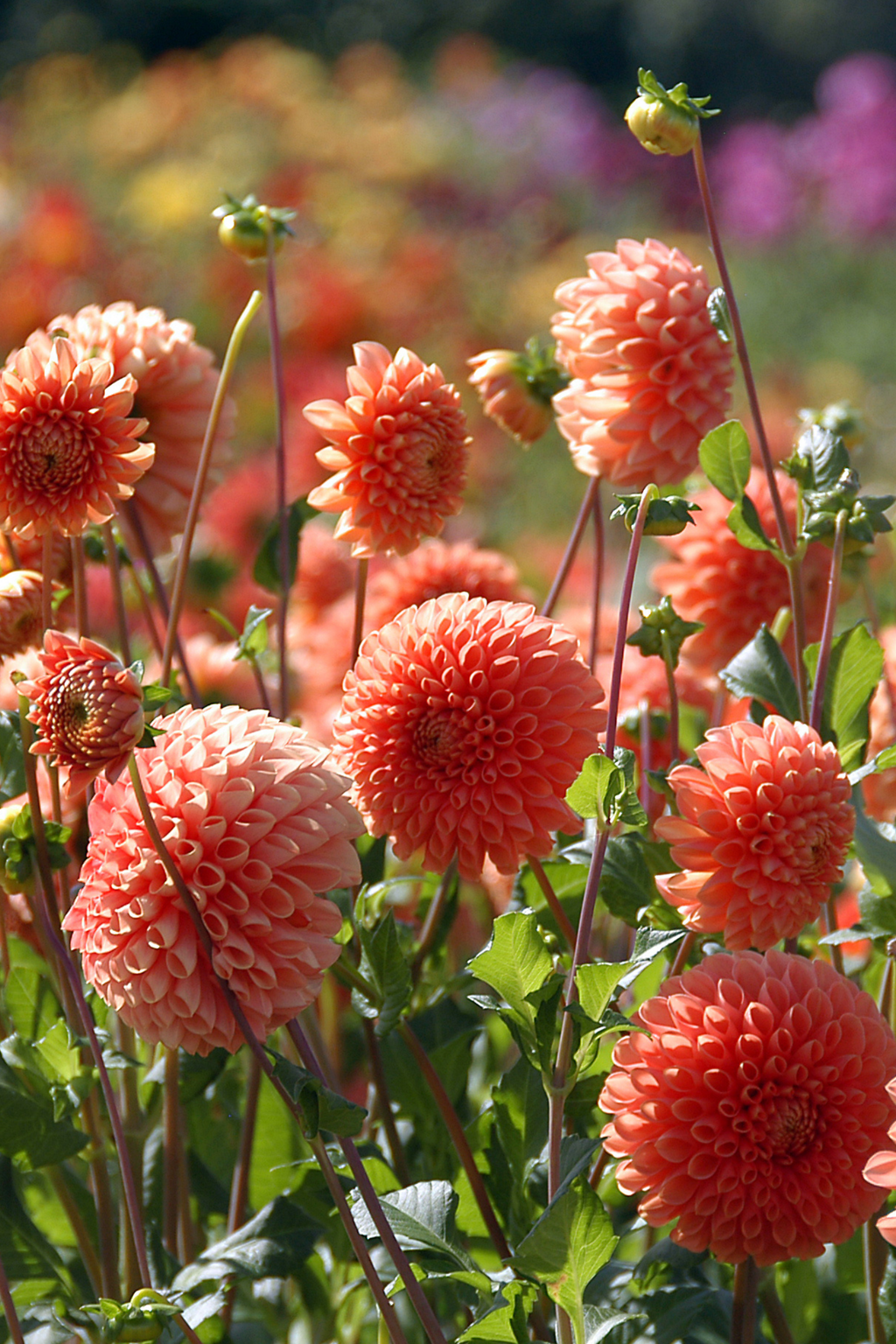 Lot De 3 Dahlias ‘Sylvia’ – Plante D’Extérieur