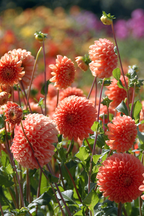 Lot De 3 Dahlias ‘Sylvia’ – Plante D’Extérieur