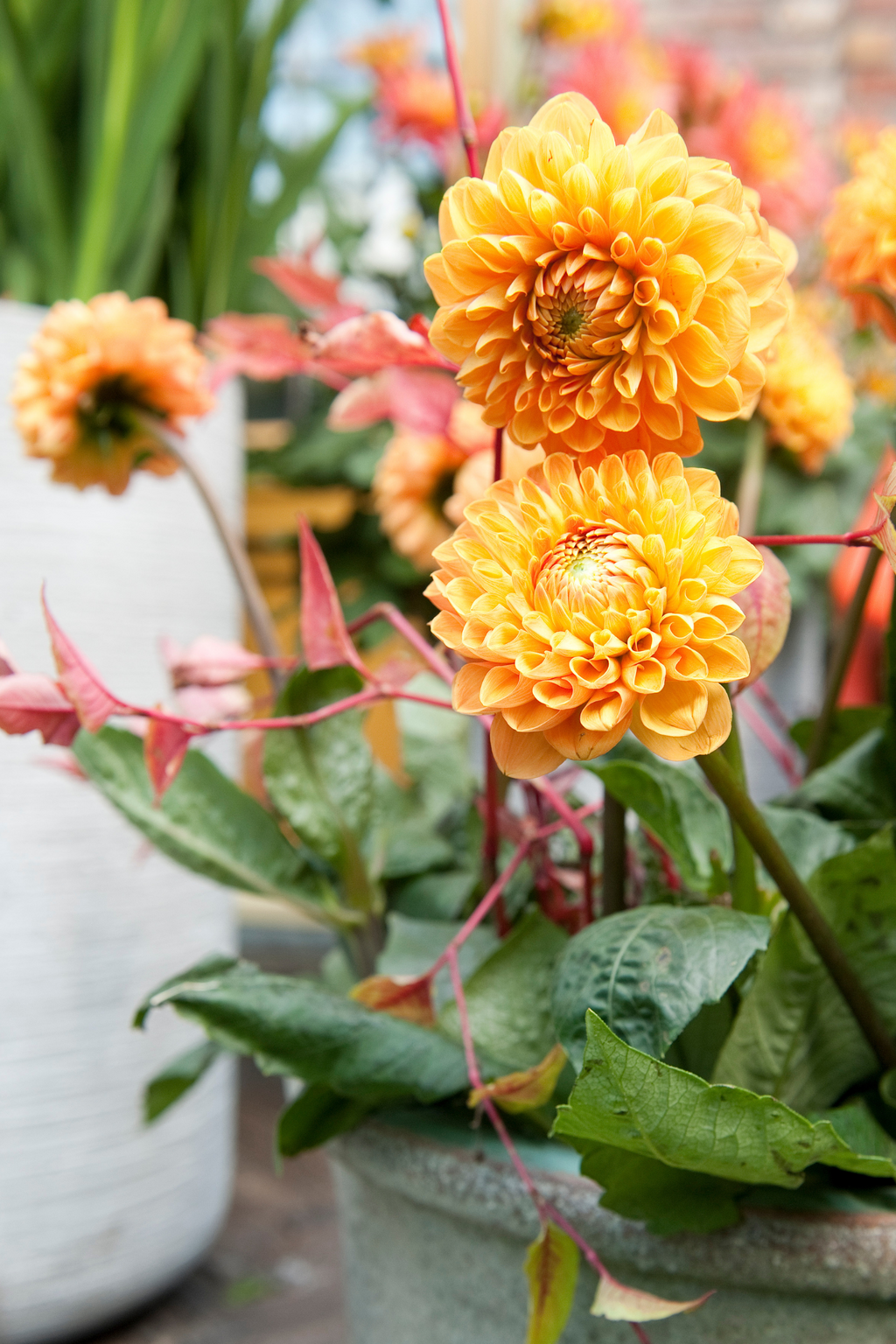 Lot De 3 Dahlias ‘Sylvia’ – Plante D’Extérieur