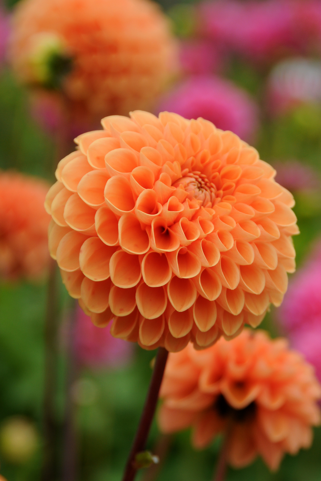 Lot De 3 Dahlias ‘Sylvia’ – Plante D’Extérieur