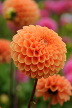 Lot De 3 Dahlias ‘Sylvia’ – Plante D’Extérieur