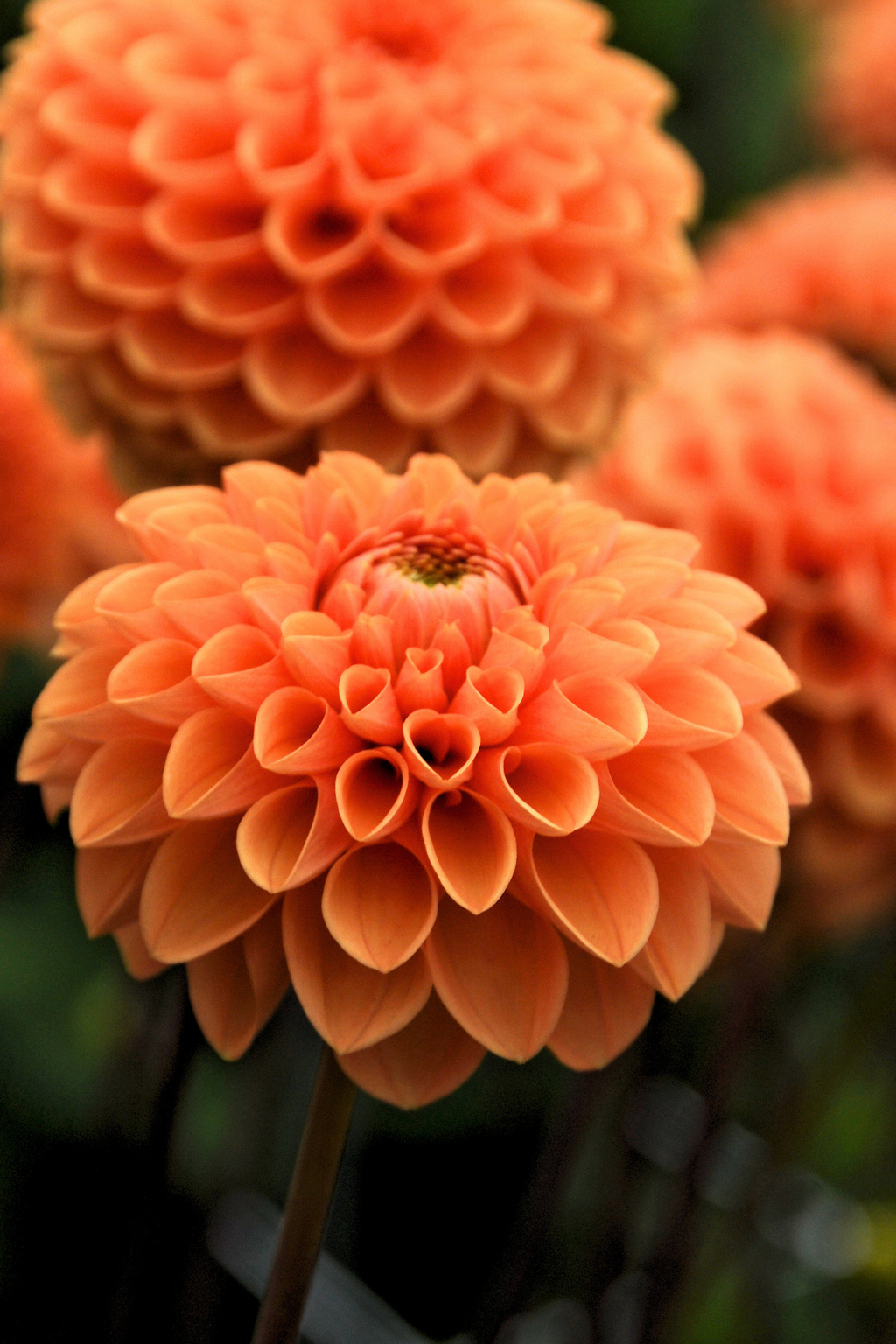 Lot De 3 Dahlias ‘Sylvia’ – Plante D’Extérieur