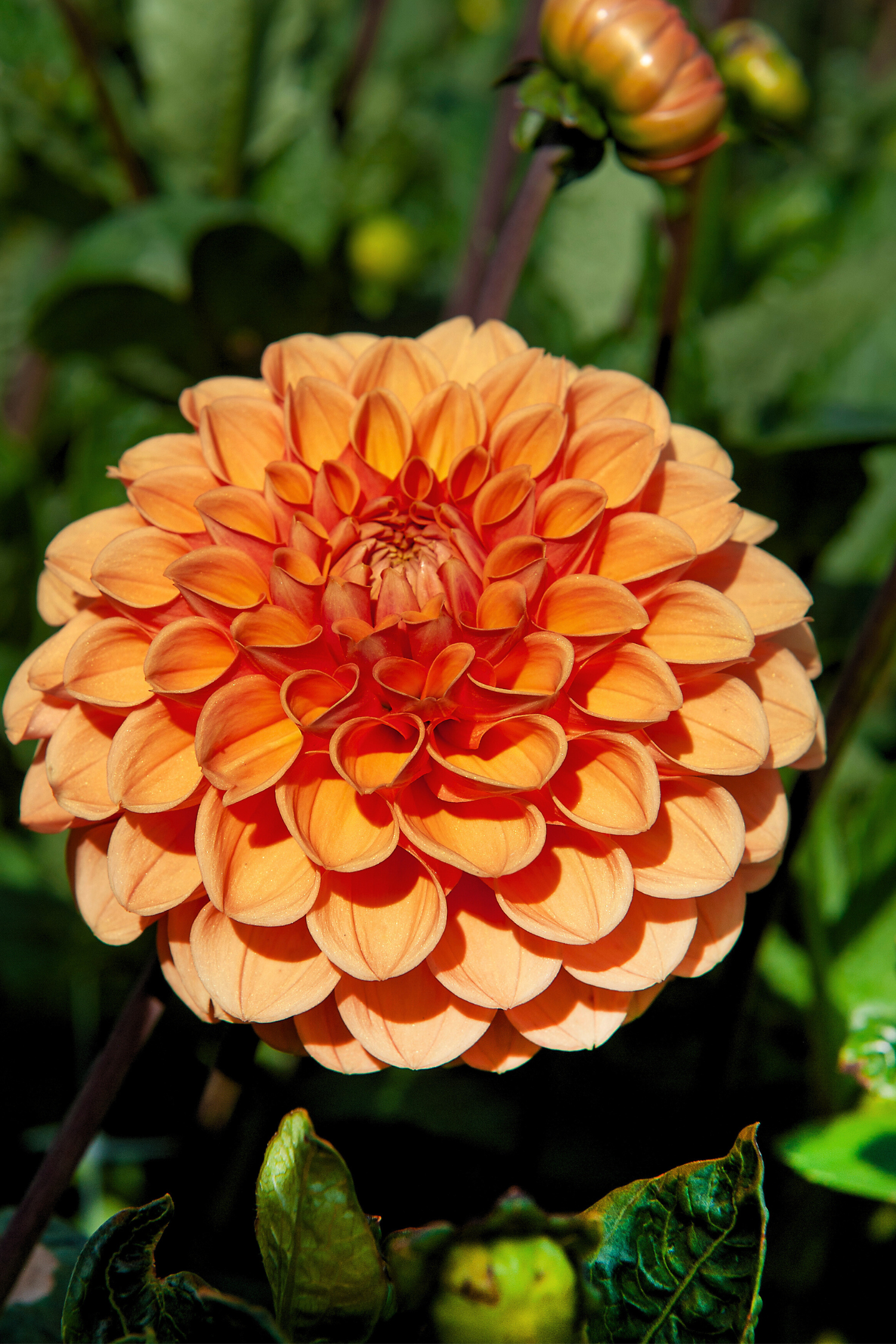 Lot De 3 Dahlias ‘Sylvia’ – Plante D’Extérieur
