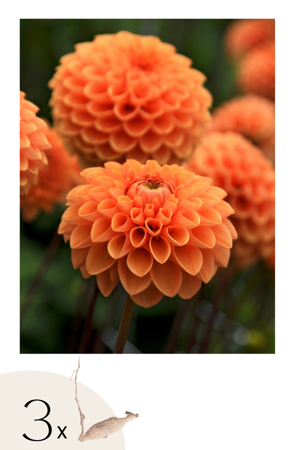 Lot De 3 Dahlias ‘Sylvia’ – Plante D’Extérieur