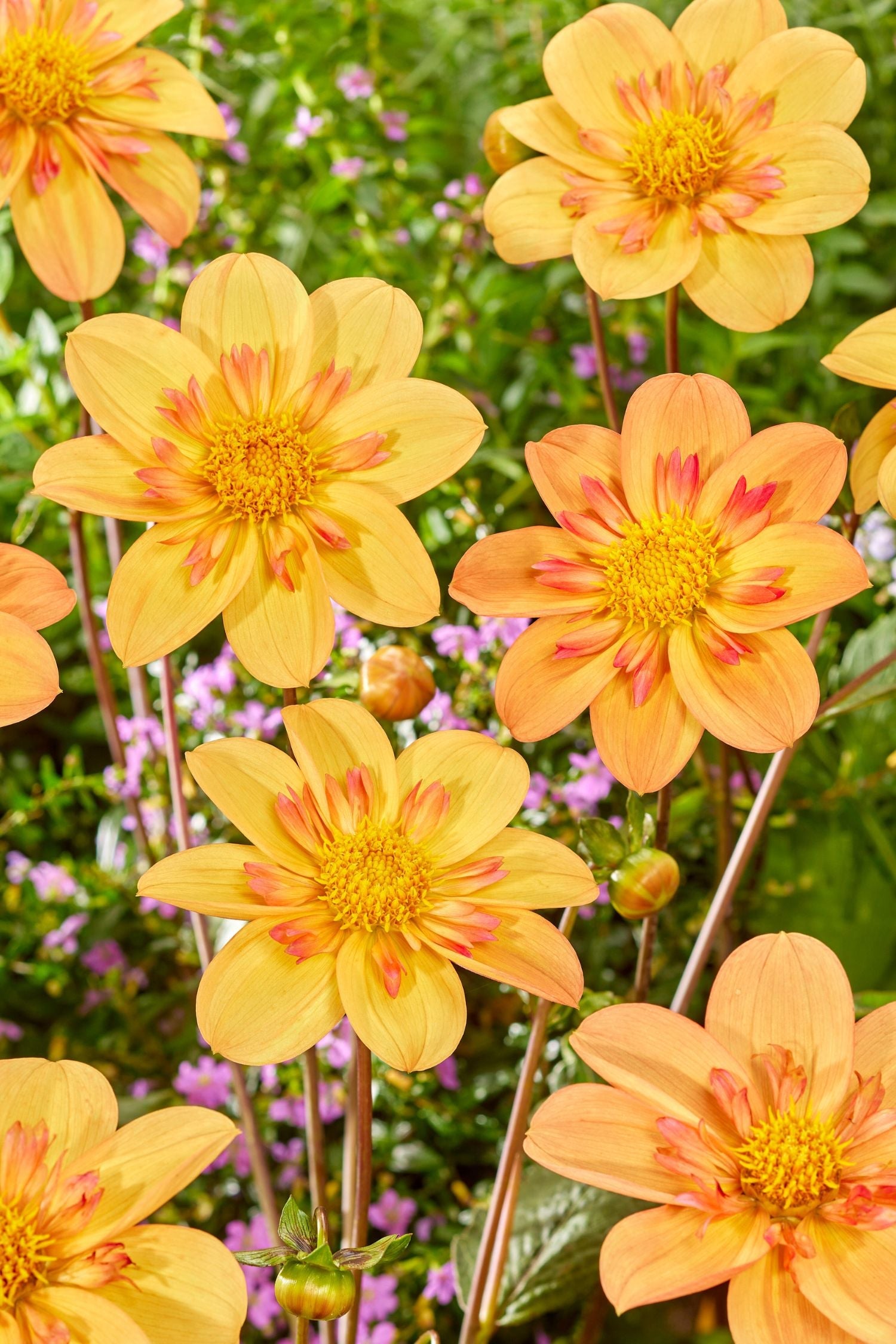 Lot De 3 Dahlias ‘Kelsey Annie Joy’ – Plante D’Extérieur