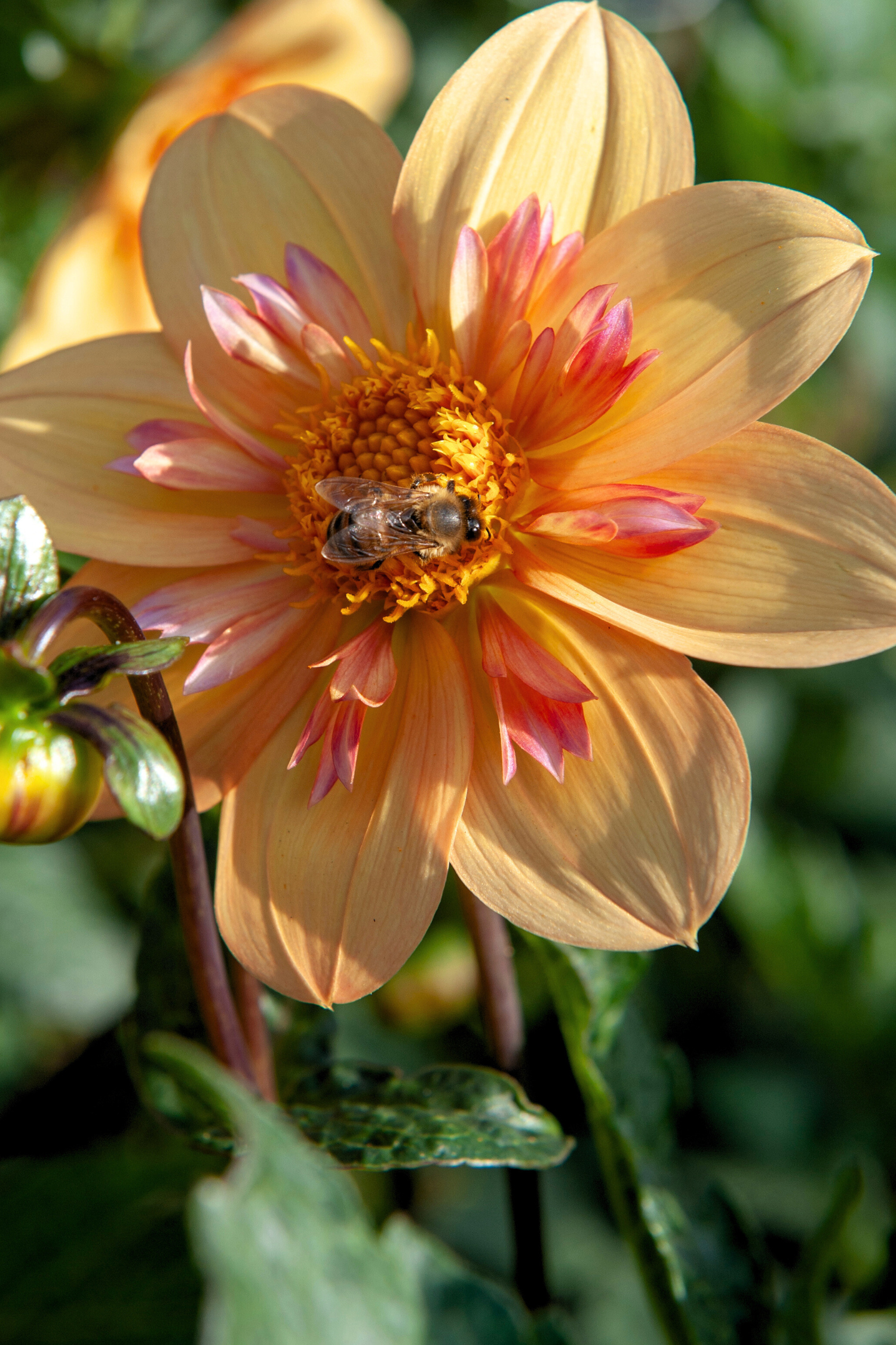 Lot De 3 Dahlias ‘Kelsey Annie Joy’ – Plante D’Extérieur