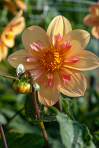 Lot De 3 Dahlias ‘Kelsey Annie Joy’ – Plante D’Extérieur