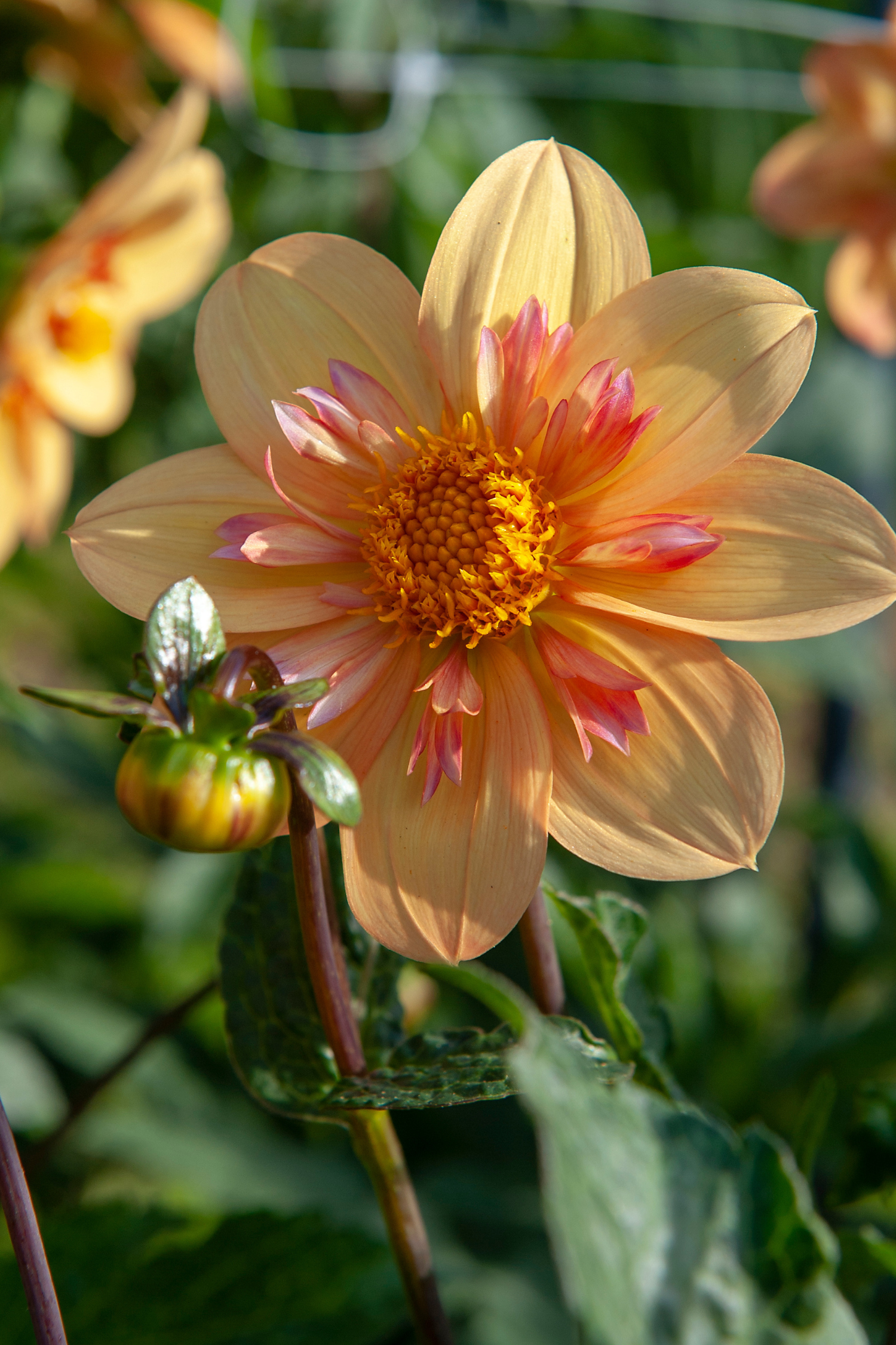 Lot De 3 Dahlias ‘Kelsey Annie Joy’ – Plante D’Extérieur