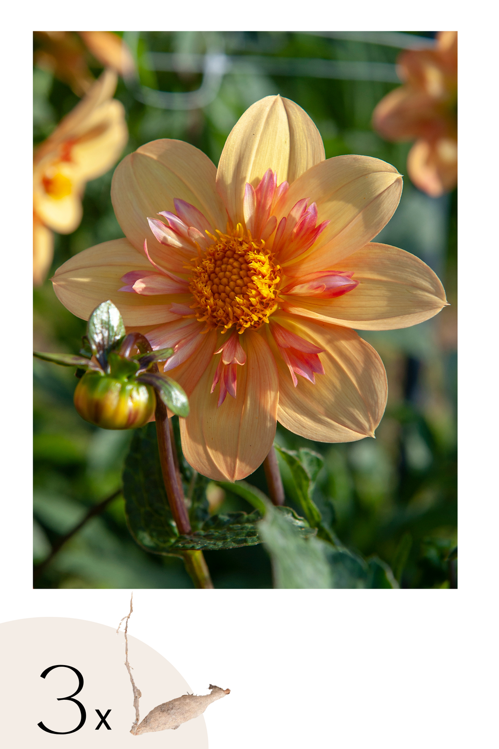 Lot De 3 Dahlias ‘Kelsey Annie Joy’ – Plante D’Extérieur