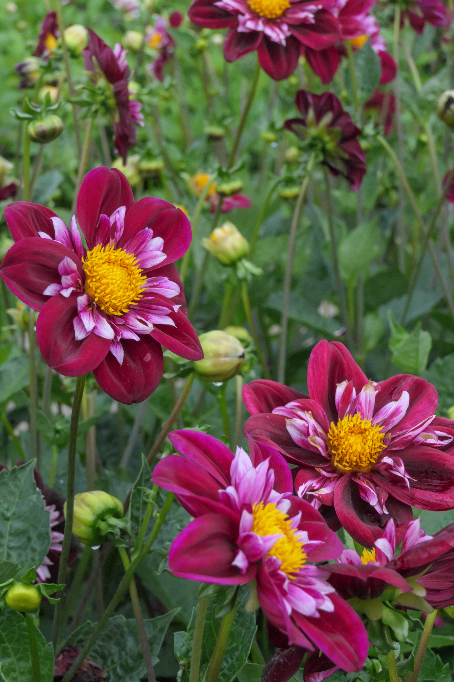 Lot De 3 Dahlias ‘Mary Evelyn’ – Plante D’Extérieur