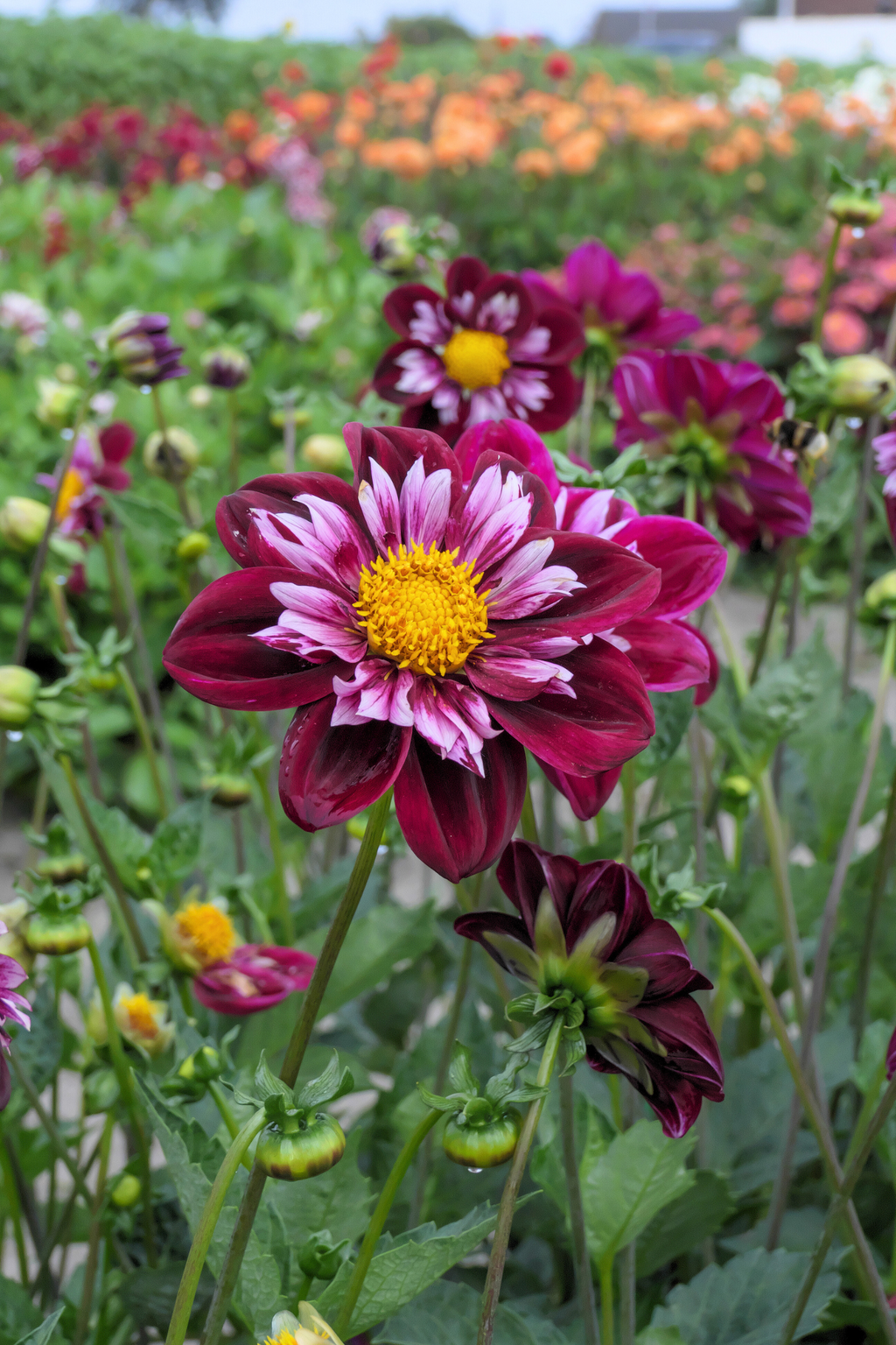 Lot De 3 Dahlias ‘Mary Evelyn’ – Plante D’Extérieur