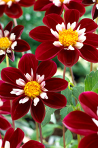 Lot De 3 Dahlias ‘Mary Evelyn’ – Plante D’Extérieur