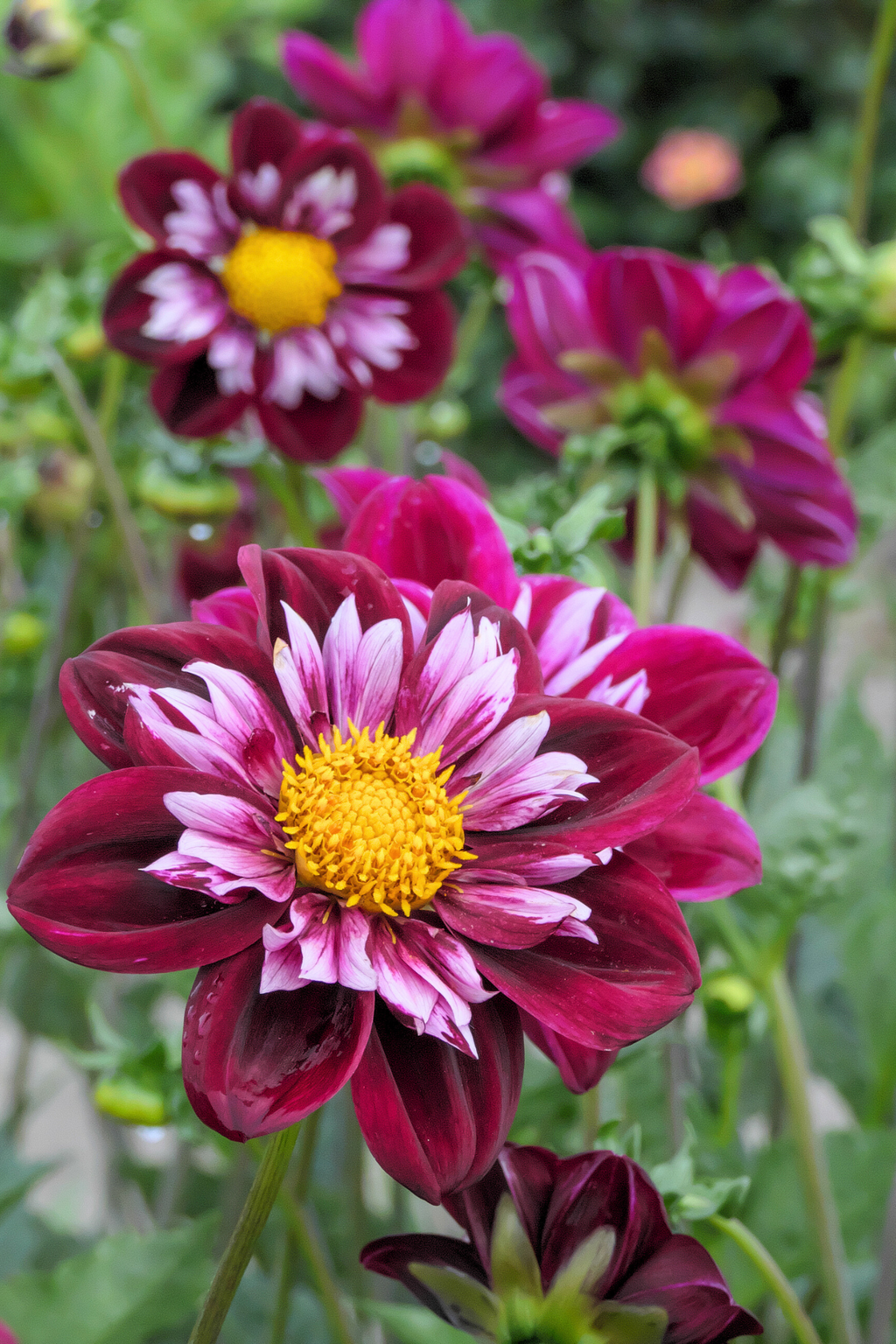 Lot De 3 Dahlias ‘Mary Evelyn’ – Plante D’Extérieur